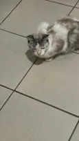Miau 