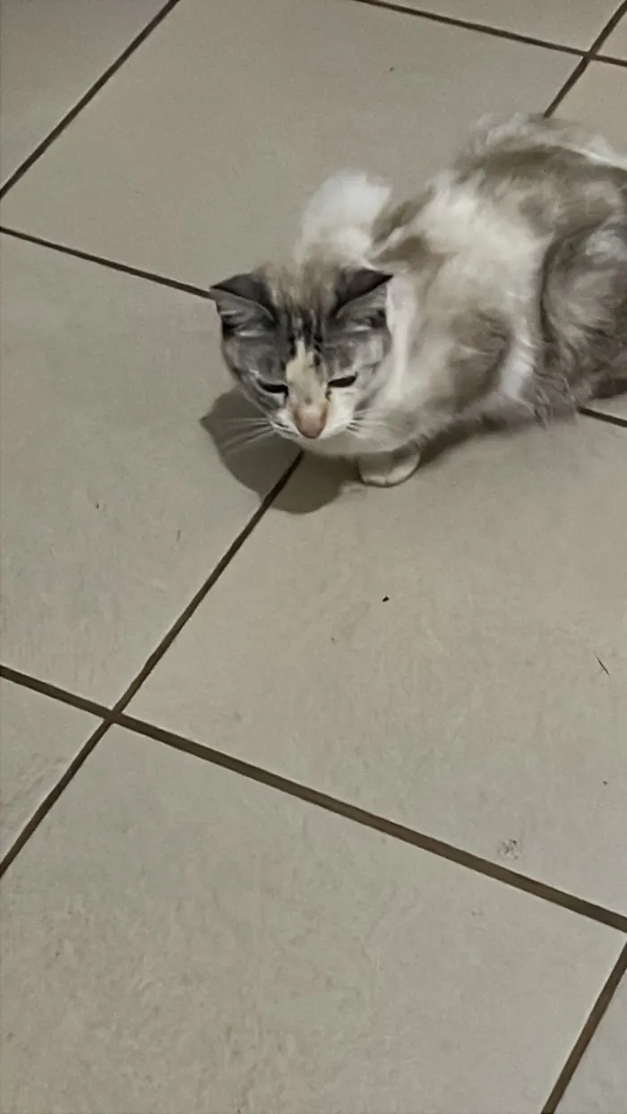 Gato raça SRD-ViraLata idade 6 ou mais anos nome Miau 