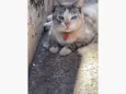 Miau 