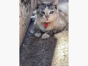 Gato raça SRD-ViraLata idade 6 ou mais anos nome Miau 