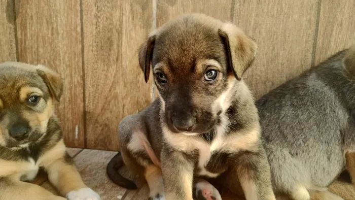 Cachorro raça SRD-ViraLata idade 2 a 6 meses nome doguinhos