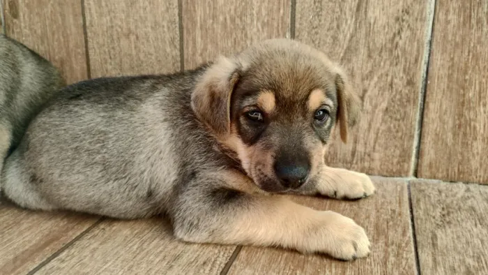 Cachorro raça SRD-ViraLata idade 2 a 6 meses nome doguinhos