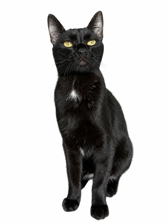 Gato raça SRD-ViraLata idade 7 a 11 meses nome Alípio