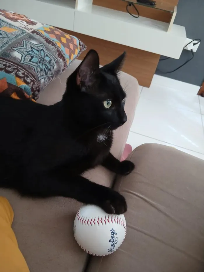 Gato raça SRD-ViraLata idade 7 a 11 meses nome Alípio
