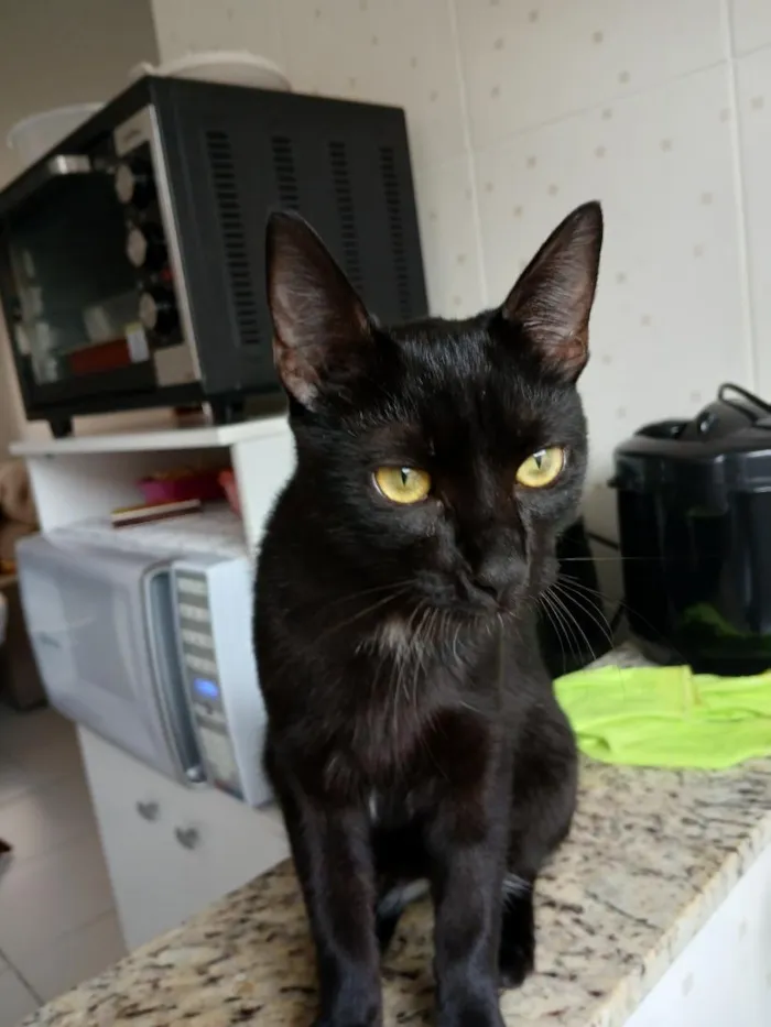 Gato raça SRD-ViraLata idade 7 a 11 meses nome Alípio