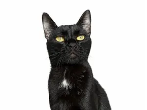 Gato raça SRD-ViraLata idade 7 a 11 meses nome Alípio
