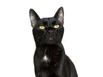 Gato raça SRD-ViraLata idade 7 a 11 meses nome Alípio