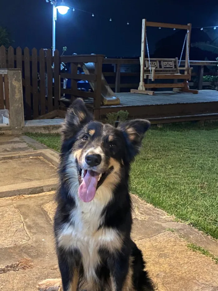 Cachorro raça Border Collie idade 1 ano nome Jarvis