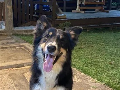 Cachorro raça Border Collie idade 1 ano nome Jarvis
