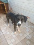 Hank