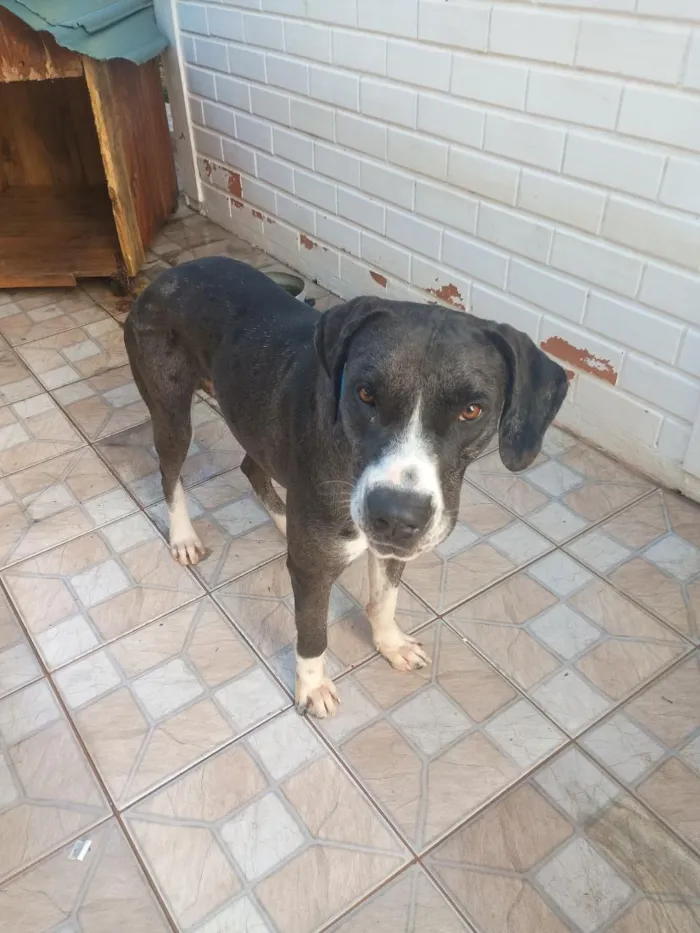 Cachorro raça Dogue Alemão idade 1 ano nome Hank
