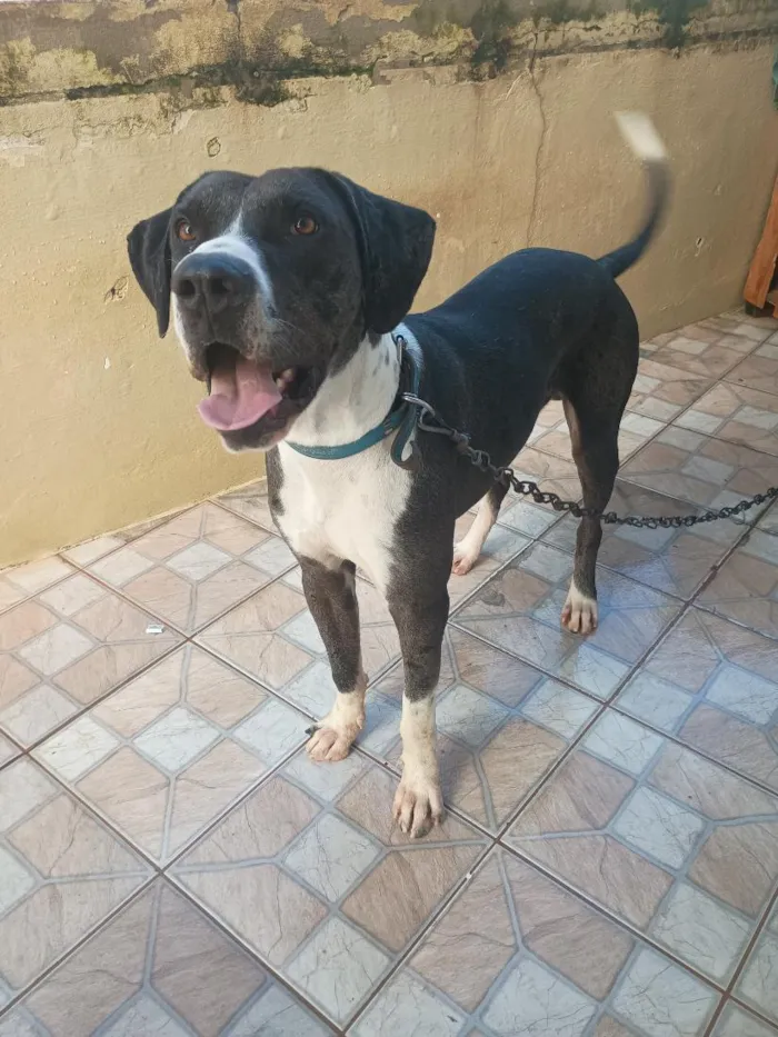 Cachorro raça Dogue Alemão idade 1 ano nome Hank