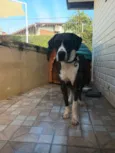 Hank