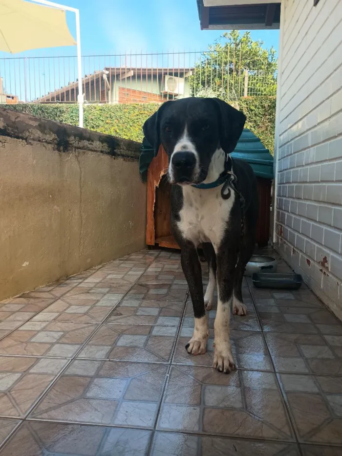 Cachorro raça Dogue Alemão idade 1 ano nome Hank