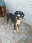 Hank