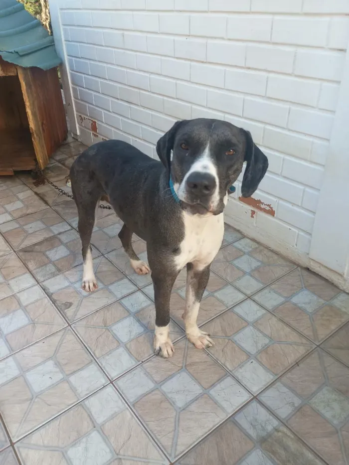 Cachorro raça Dogue Alemão idade 1 ano nome Hank