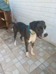 Hank