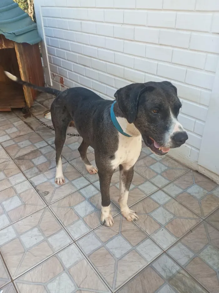 Cachorro raça Dogue Alemão idade 1 ano nome Hank