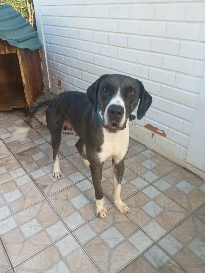 Cachorro raça Dogue Alemão idade 1 ano nome Hank