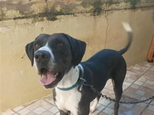 Cachorro raça Dogue Alemão idade 1 ano nome Hank