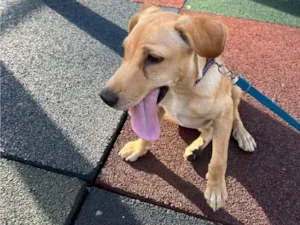 Cachorro raça SRD-ViraLata idade 7 a 11 meses nome amora