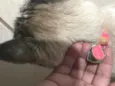 Miau 