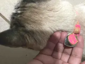Gato raça SRD-ViraLata idade 6 ou mais anos nome Miau 