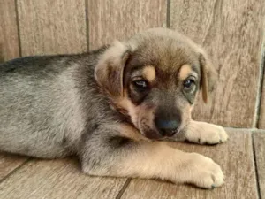 Cachorro raça SRD-ViraLata idade 2 a 6 meses nome doguinhos