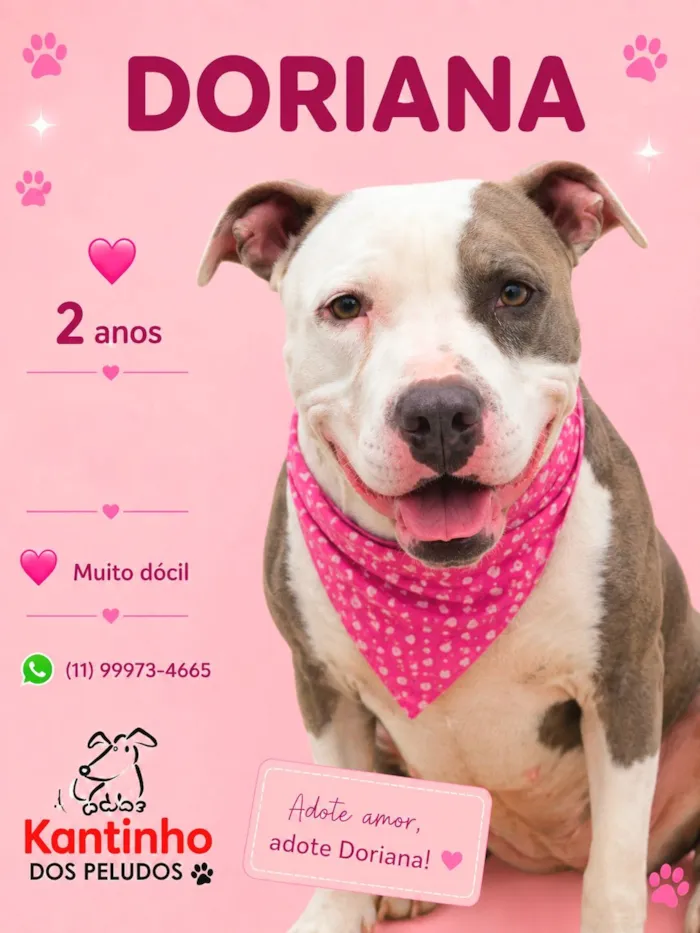 Cachorro raça Pit-Bull idade 2 anos nome Doriana