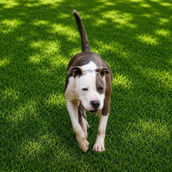 Cachorro raça Pit-Bull idade 2 anos nome Doriana
