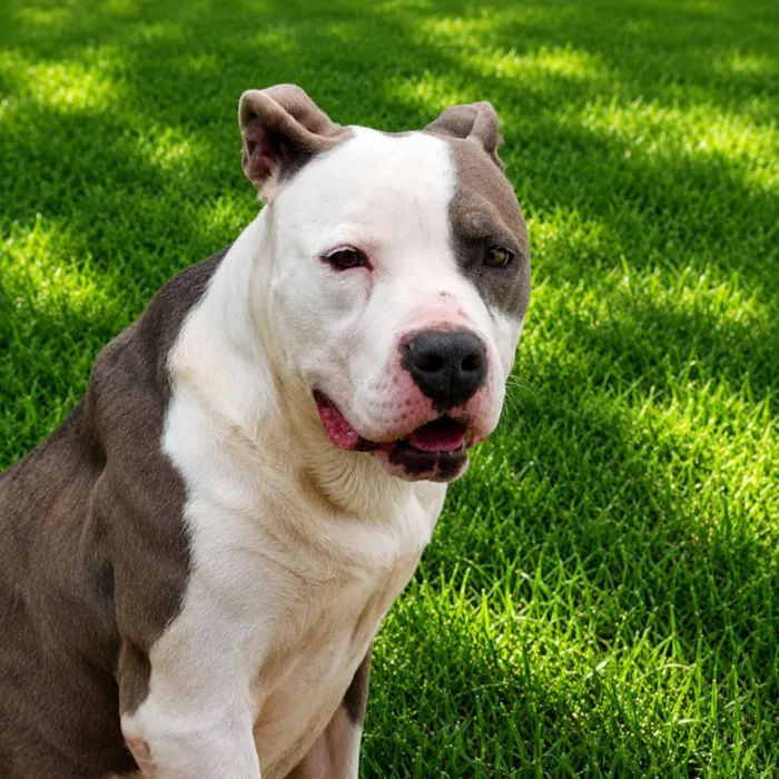 Cachorro raça Pit-Bull idade 2 anos nome Doriana