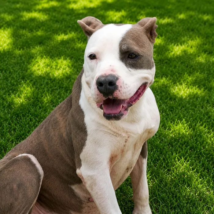 Cachorro raça Pit-Bull idade 2 anos nome Doriana
