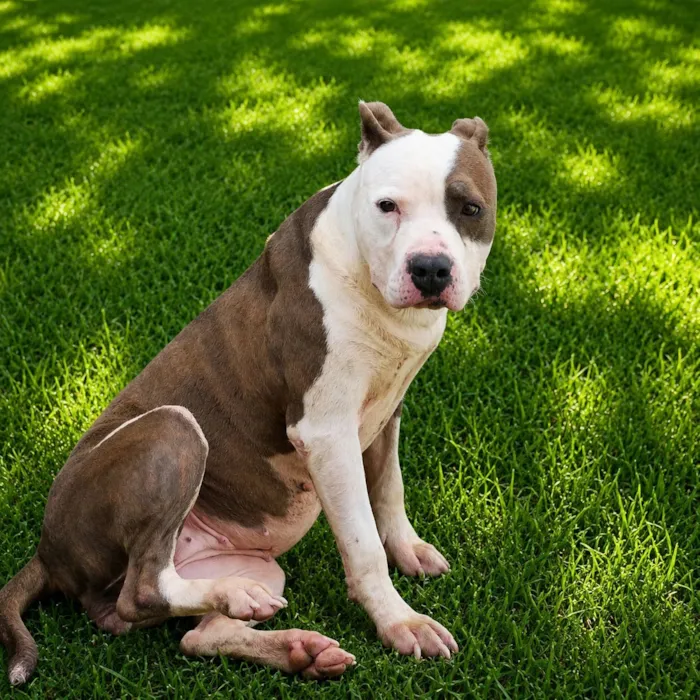 Cachorro raça Pit-Bull idade 2 anos nome Doriana