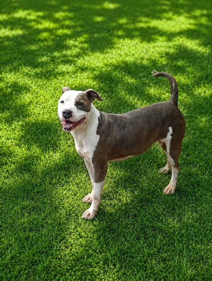 Cachorro raça Pit-Bull idade 2 anos nome Doriana