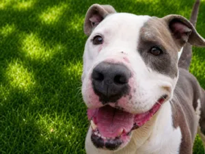 Cachorro raça Pit-Bull idade 2 anos nome Doriana