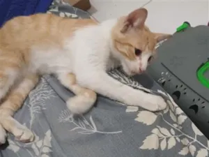 Gato raça SRD-ViraLata idade 2 a 6 meses nome Léo