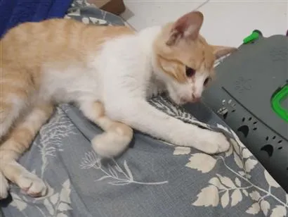 Gato raça SRD-ViraLata idade 2 a 6 meses nome Léo