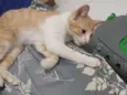 Léo