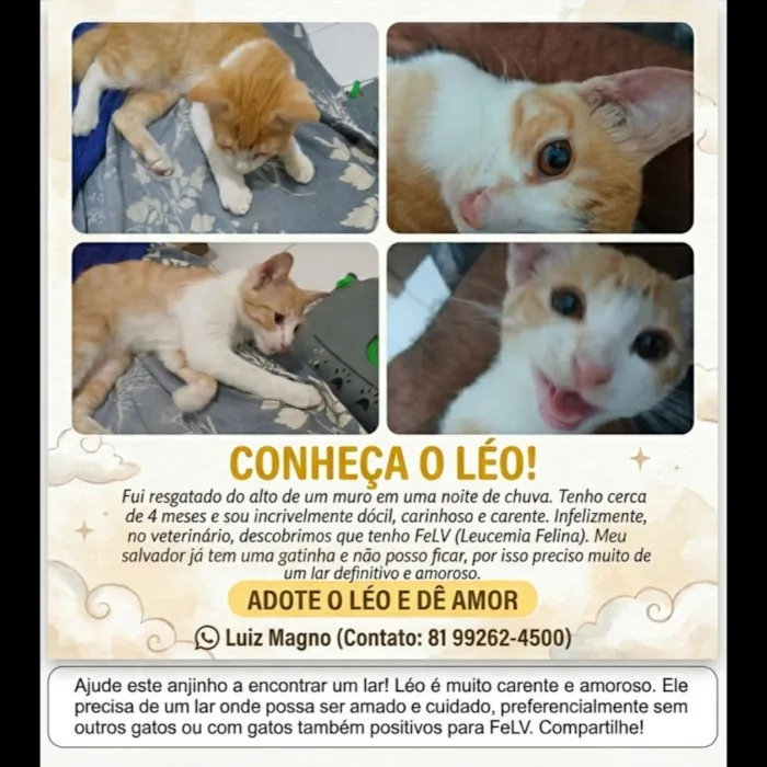 Gato raça SRD-ViraLata idade 2 a 6 meses nome Léo
