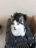 Kaito