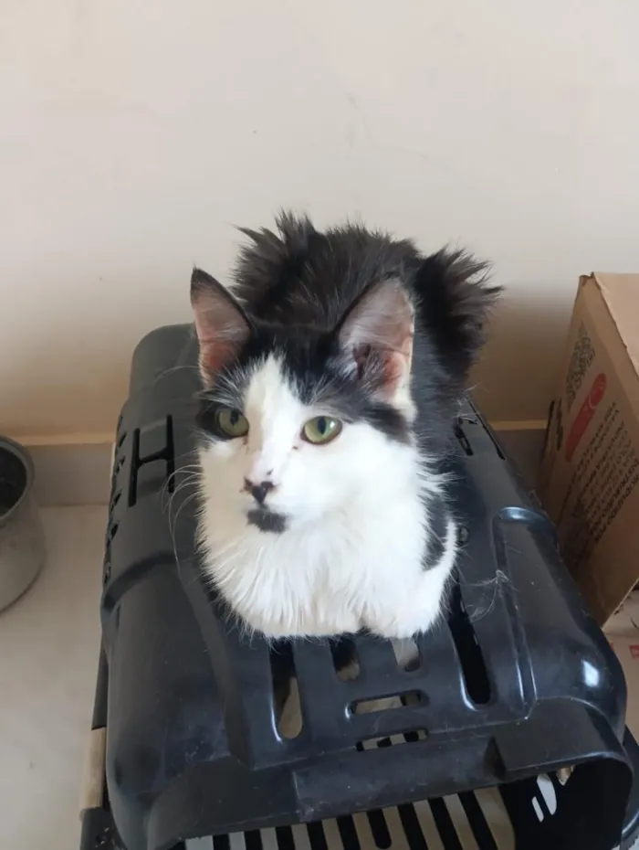 Gato raça SRD-ViraLata idade 2 anos nome Kaito
