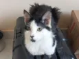 Kaito