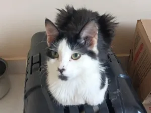 Gato raça SRD-ViraLata idade 2 anos nome Kaito