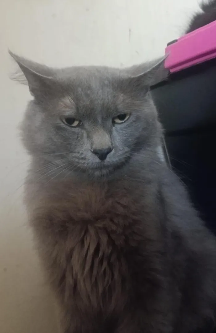 Gato raça SRD-ViraLata idade 2 anos nome Onix
