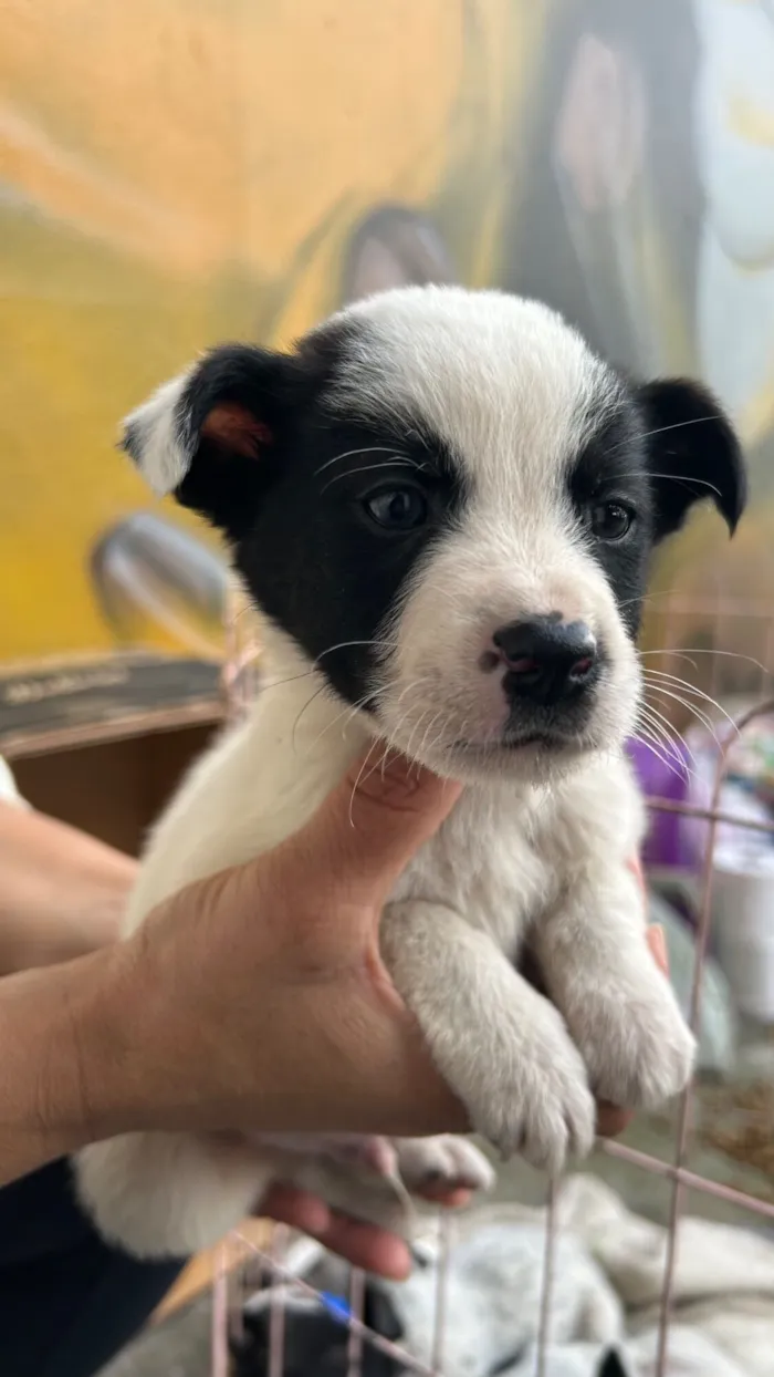 Cachorro raça SRD-ViraLata idade 2 a 6 meses nome Pretinho