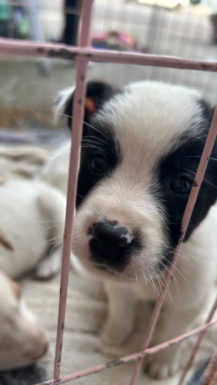 Cachorro raça SRD-ViraLata idade 2 a 6 meses nome Pretinho