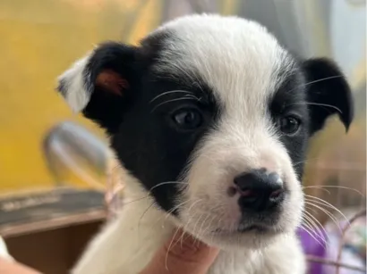Cachorro raça SRD-ViraLata idade 2 a 6 meses nome Pretinho