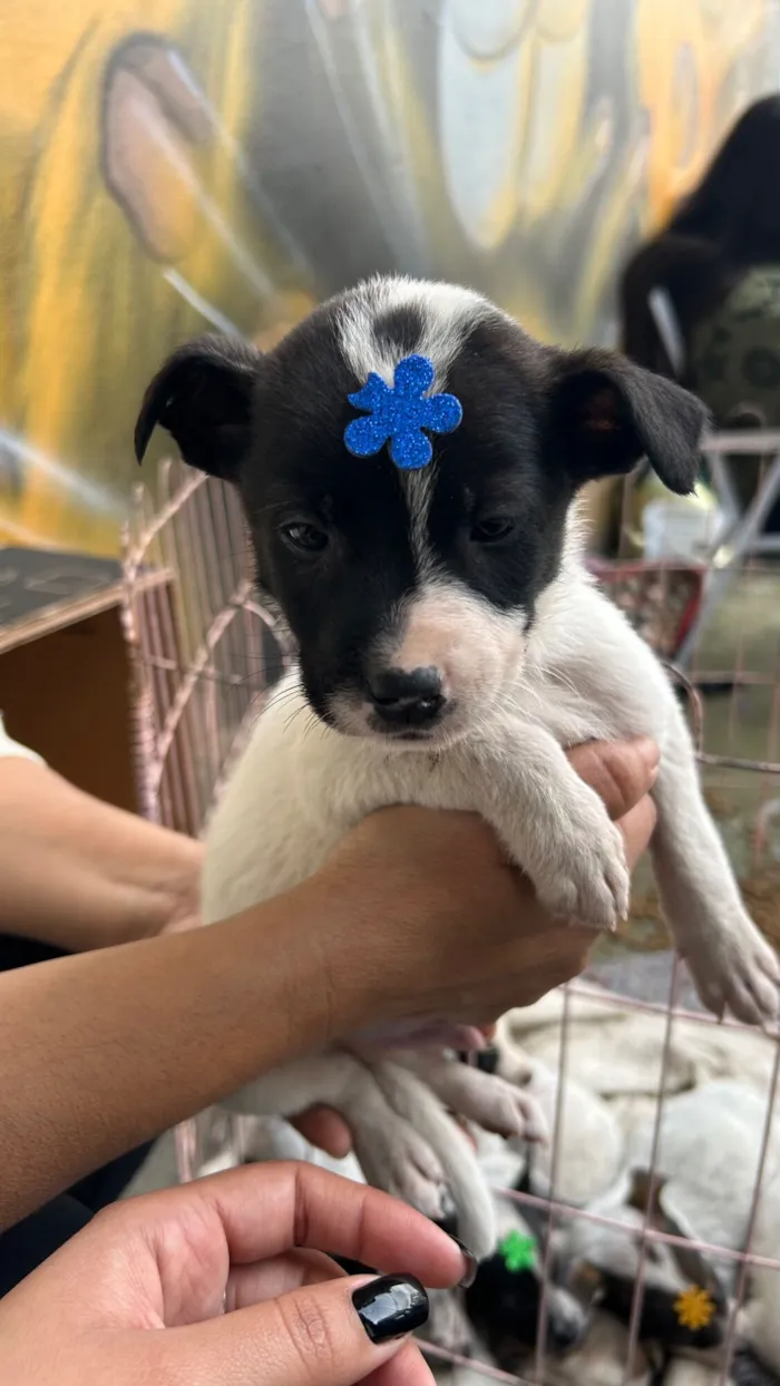 Cachorro raça SRD-ViraLata idade Abaixo de 2 meses nome Bolinha 