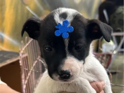 Cachorro raça SRD-ViraLata idade Abaixo de 2 meses nome Bolinha 