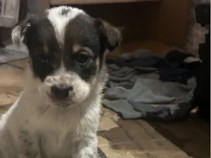 Cachorro raça SRD-ViraLata idade 2 a 6 meses nome fifi